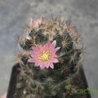 Collecion de mammillaris