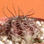 Echinopsis ferox cv. twist