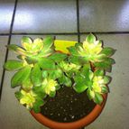 Aeonium haworthii cv kiwi