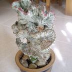 Euphorbia lactea fma. crestada variegada