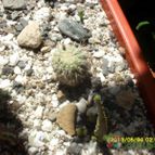 Collecion de manuel-fernando