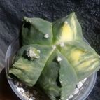 Astrophytum myriostigma cv. Kikko fma. nudum variegada