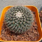 Collecion de maquiavelo