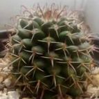 Collecion de maquiavelo