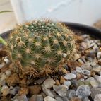 Collecion de maquiavelo