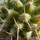 Collecion de maquiavelo