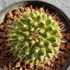 Collecion de maquiavelo