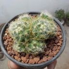 Collecion de maquiavelo