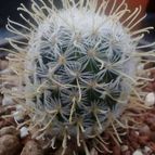 Collecion de maquiavelo