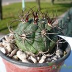 Collecion de marcelok