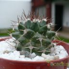 Collecion de marcelok
