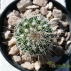 Collecion de marcelok
