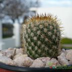 Collecion de marcelok