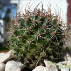 Collecion de marcelok