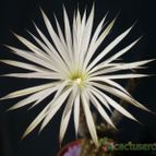 Collecion de marcelok
