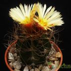 Collecion de marcelok