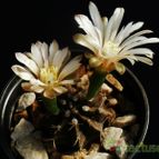 Collecion de marcelok