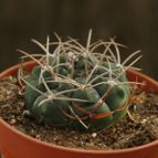 Collecion de marcoantonio10