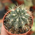 Collecion de marcoantonio10