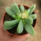 Collecion de marcoantonio10