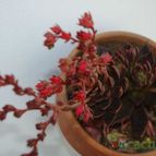 Collecion de marcoantonio10