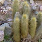 Collecion de margim02
