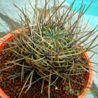 Echinopsis ferox