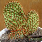 Collecion de margim02