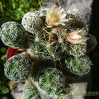 Collecion de margim02