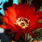 Collecion de margim02