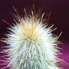 Collecion de margim02