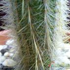 Collecion de margim02