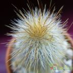 Collecion de margim02