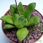 Collecion de margim02