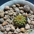 Collecion de margim02
