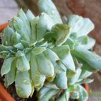 Collecion de margim02