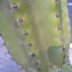 Collecion de margim02