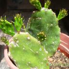 Collecion de margim02