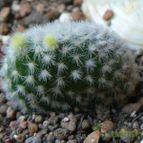 Collecion de margim02