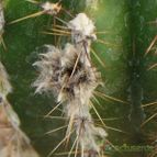 Collecion de margim02