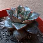 Collecion de margim02