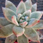 Collecion de margim02