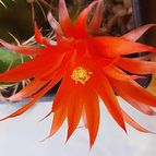 Collecion de margim02