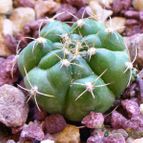Collecion de margim02