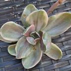 Collecion de margim02