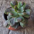 Echeveria Pagoda (HIBRIDO)