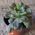 Echeveria Pagoda (HIBRIDO)
