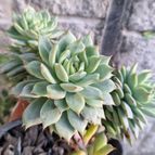 Echeveria Tippy (HIBRIDO)