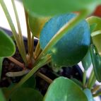 Pilea peperomioides  