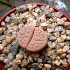Lithops karasmontana ssp. karasmontana